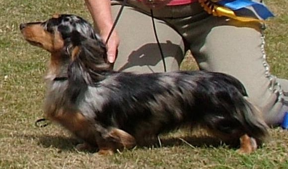 black and tan dapple dachshund