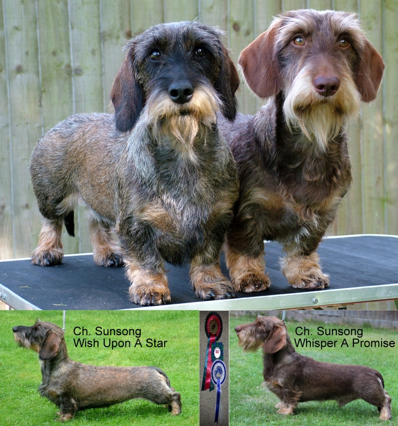88+ Wirehaired Mini Dachshund Puppies For Sale