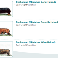 New KC Breed Watch Guide - advice for Dachshund exhibitors and judges